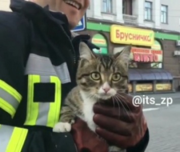 В Запорожье спасли кота, застрявшего в ливневке (Видео)