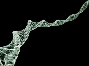 Масштабное исследование заставило переоценить влияние генетики на продолжительность жизни