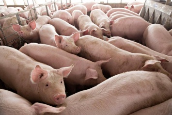 В Украине страховщики планируют внедрить практику страхования от рисков африканской чумы свиней