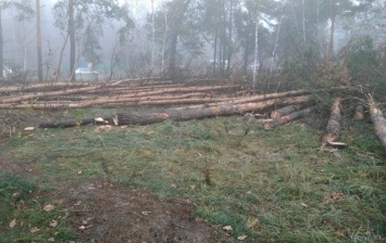 В Киеве неизвестные вырубывали лес