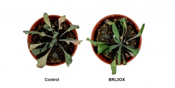 Исследователи сгенерировали растения с повышенной устойчивостью к засухе, сохранив их рост