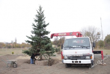 Из Западной Украины на юг Одесской области привезли потенциальную новогоднюю елку