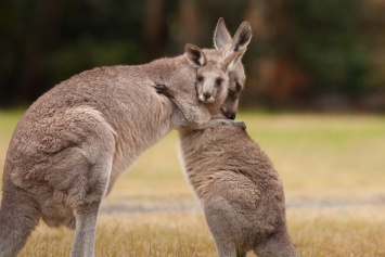 Невиданная засуха в Австралии может уничтожить кенгуру