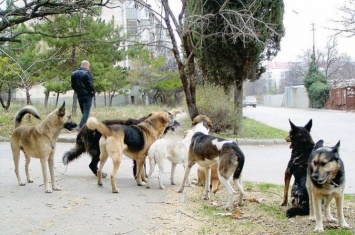 Число одичалых животных на Луганщине увеличилось в 4 раза, планируется отстрел