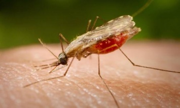 «Гибель человека от неизвестных вирусов»: Изменение климата привело к вспышкам большого числа зараженных насекомых - ученые