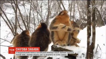 Забава для пушистых: обитатели китайского зоопарка порадовались первым снегопадам
