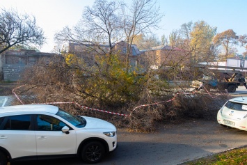 Древопад в Днепре: аварийное дерево упало на дорогу