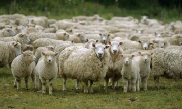 Госпродпотребслужба начала "растаможку" овец, несколько недель простоявших в порту