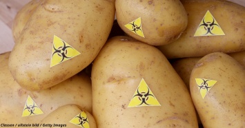 Создатель ГМО-картофеля теперь боится за здоровье человечества