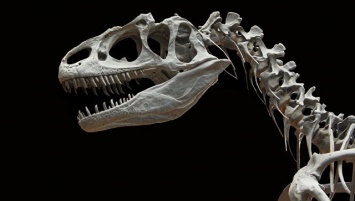 Китайский палеонтолог рассказал, как изучение динозавров помогает прогрессу
