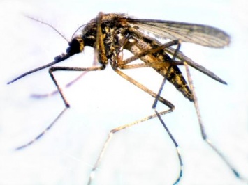 Ученые для борьбы с малярией поместили в 1 см3 240 комаров