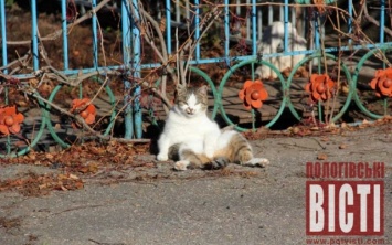 В Запорожской области сфотографировали кота в забавном положении (ФОТО)