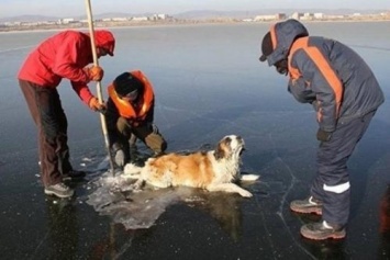 В Чите люди спасли примерзшую ко льду озера собаку