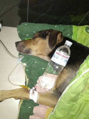 Запорожанка решила отравить собаку, чтобы та не мучалась (ФОТО)