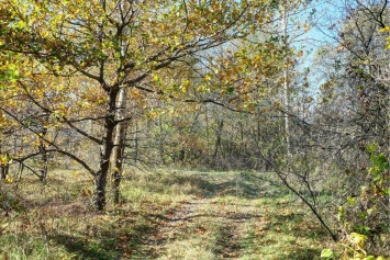 Cотрудника фирмы застали за странным занятием в лесу на Харьковщине