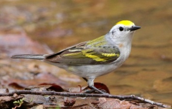 Орнитологи обнаружили в дикой природе птицу - гибрид трех видов