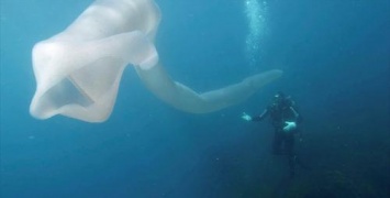 В Новой Зеландии дайверы обнаружили гигантского морского червя