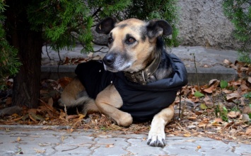 В Одессе пес Дружок с тремя лапами мотивирует людей искать работу
