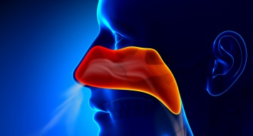 Ученые раскрыли секрет того, как нос защищает организм от бактерий вдыхаемого воздуха