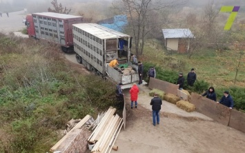 Спасенных в Одесской области овец поместили в экопоселение
