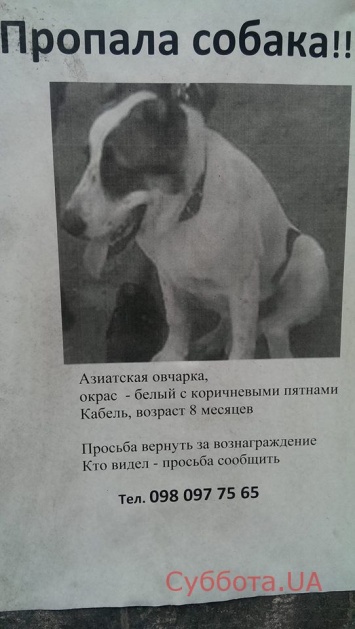 Запорожцев просят помочь отыскать пропавшую породистую собаку (ФОТО)