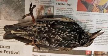 В Голландии тестировали 5G - сотни птиц погибли сразу же! Что это было?