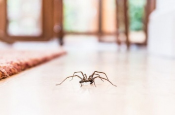 13 примет: почему нельзя убивать домашних пауков