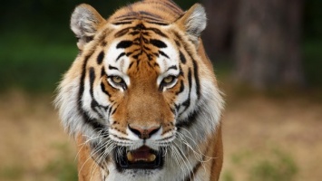 В Индии тигр решил поиграться и погнался за группой туристов в парке (видео)
