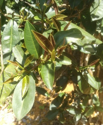 В Китае обнаружили чайное дерево, не содержащее кофеина