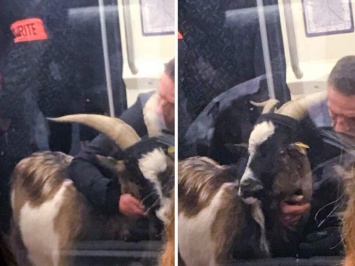 Одна из линий парижского метро была заблокирована мужчиной... с украденным козлом