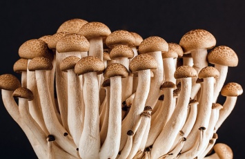 Датчане начали делать стиральный порошок из грибов