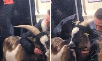 Парижское метро временно приостановило работу из-за мужчины с козлом