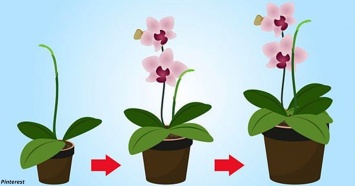 9 правил, чтобы орхидея цвела круглый год