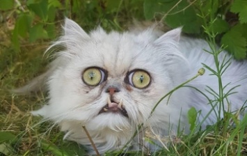 Фото "самого страшного" кота стали вирусными