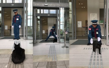 Два настырных кота, два года осаждающие музей в Японии, прославили его на весь мир