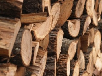 Минимущества принимает заявки на покупку древесины