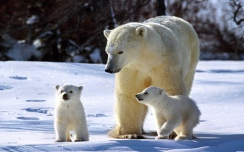 Биологи обнаружили процветающую популяцию белых медведей в Чукотском море