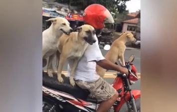 На Филиппинах собак приучили ездить на скутере