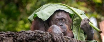 Исследование: Орангутаны рассказывают друг другу о прошлом