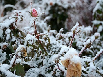Николаев: вчера цвели розы, а сегодня снег