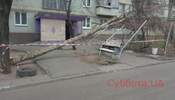 В Запорожье с приходом холодов массово начали падать деревья (ФОТО)