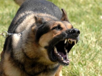 Собака загрызла свою хозяйку в Приморском крае