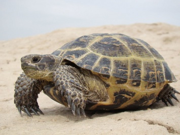 Гватемальский рыбаки освободили черепаху, застрявшую в пластиковой корзинке для покупок