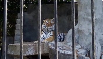 Как живут тигры в Центре реабилитации хищников под Запорожьем (ФОТО)