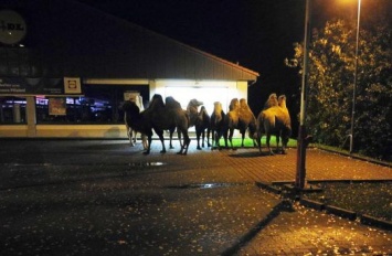 В Германии семь верблюдов сбежали из цирка