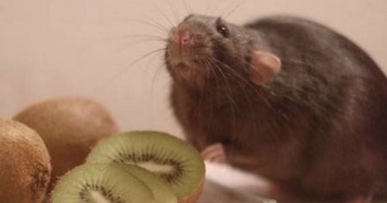 Массовое нашествие крыс: ученые предупредили о катастрофе