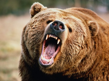 Забрали в реанимацию: под Харьковом на женщину напал медведь