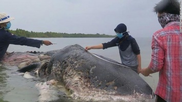 В желудке мертвого кита нашли 115 пластиковых стаканчиков и 80 целлофановых пакетов