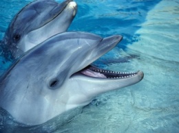 На Первом канале стартует новый телепроект «Вместе с дельфинами»
