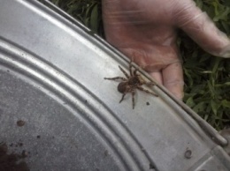В Запорожской области от укуса паука погиб человек